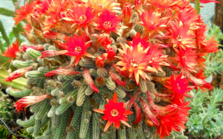 Цветущий кактус хамецереус