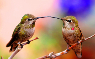 Две птицы колибри