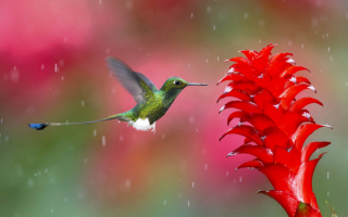 Колибри подлетает к цветку