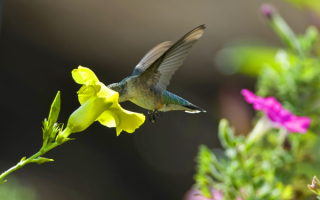 Колибри пьет нектар желтого цветка
