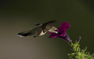 Колибри пьет нектар из цветка