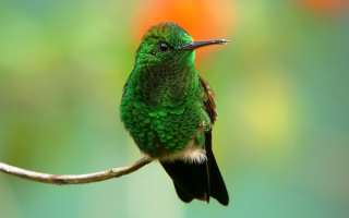 Колибри с зеленым оперением