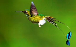 Красивая птичка колибри