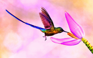 Птица колибри с длинным хвостом