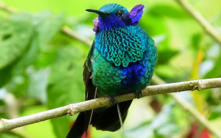 Птица колибри с разноцветным оперением