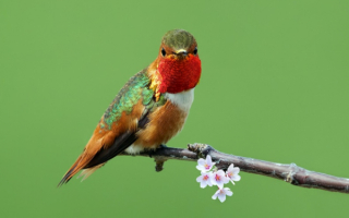 Рубиновая колибри