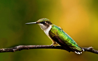 Самая маленькая птица колибри