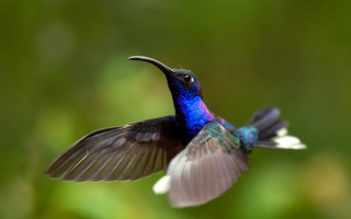 Ширококрылая колибри