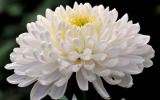 Цветок хризантема белый