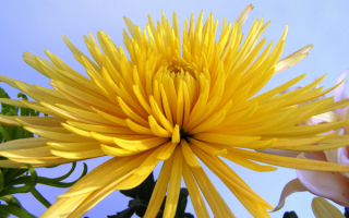 Цветок хризантема желтый