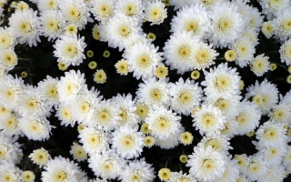 Цветы хризантемы белые