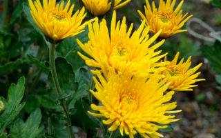 Цветы хризантемы желтые