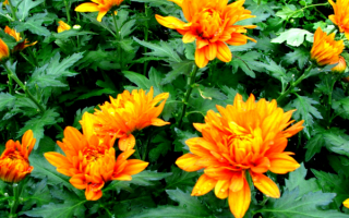 Цветы хризантемы оранжевые