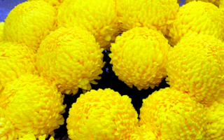 Цветы хризантемы шаровидные желтые