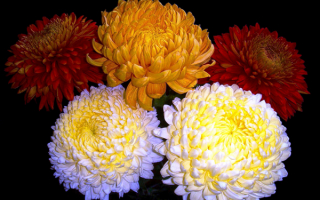 Хризантемы крупноцветковые