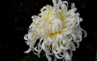 Хризантема белый пудель
