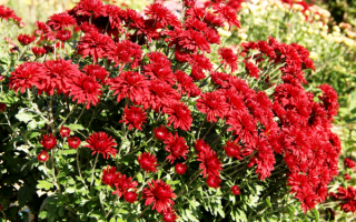 Хризантемы кустовые красные
