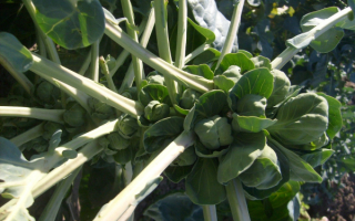 Брюссельская капуста