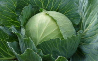 Капуста белокачанная