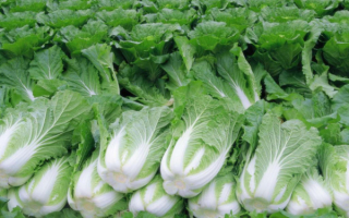 Пекинская капуста