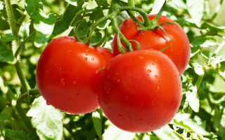 Спелые помидоры на ветке