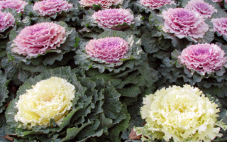 Капуста декоративная