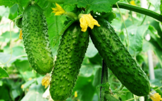 Огурцы пупырчатые