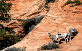 Дикие козы в каньоне Зайон