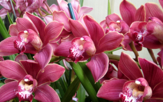 Цветы орхидеи