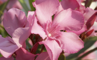 Розовая орхидея