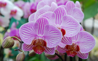 Розовая орхидея