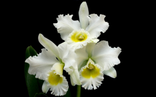 Орхидея белая