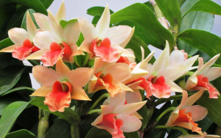 Орхидеи ландшафтные