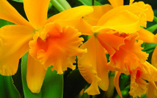 Орхидеи оранжевые