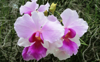 Орхидея Ванда мисс Джоаким