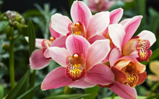 Розовые орхидеи