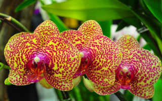 Три орхидеи