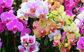 Цветы орхидеи
