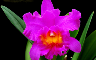 Орхидея Императрица
