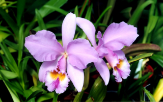 Орхидея Каттлея гаскеллиана