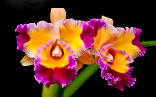 Орхидея Каттлея гибрид