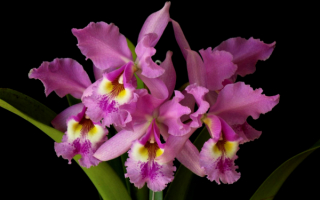 Орхидея Каттлея колумбийская