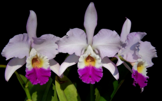 Орхидея Каттлея менделии