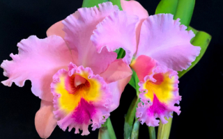Орхидея Каттлея розовая