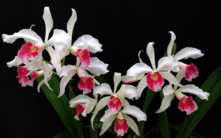 Орхидея Лелия белая