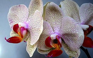 Орхидея крапленая
