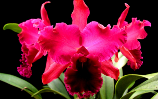 Орхидея малиновая