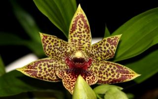 Орхидея пропеталум