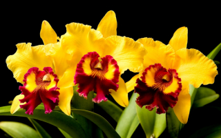 Каттлея - королева орхидей