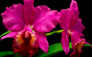 Малиновая орхидея